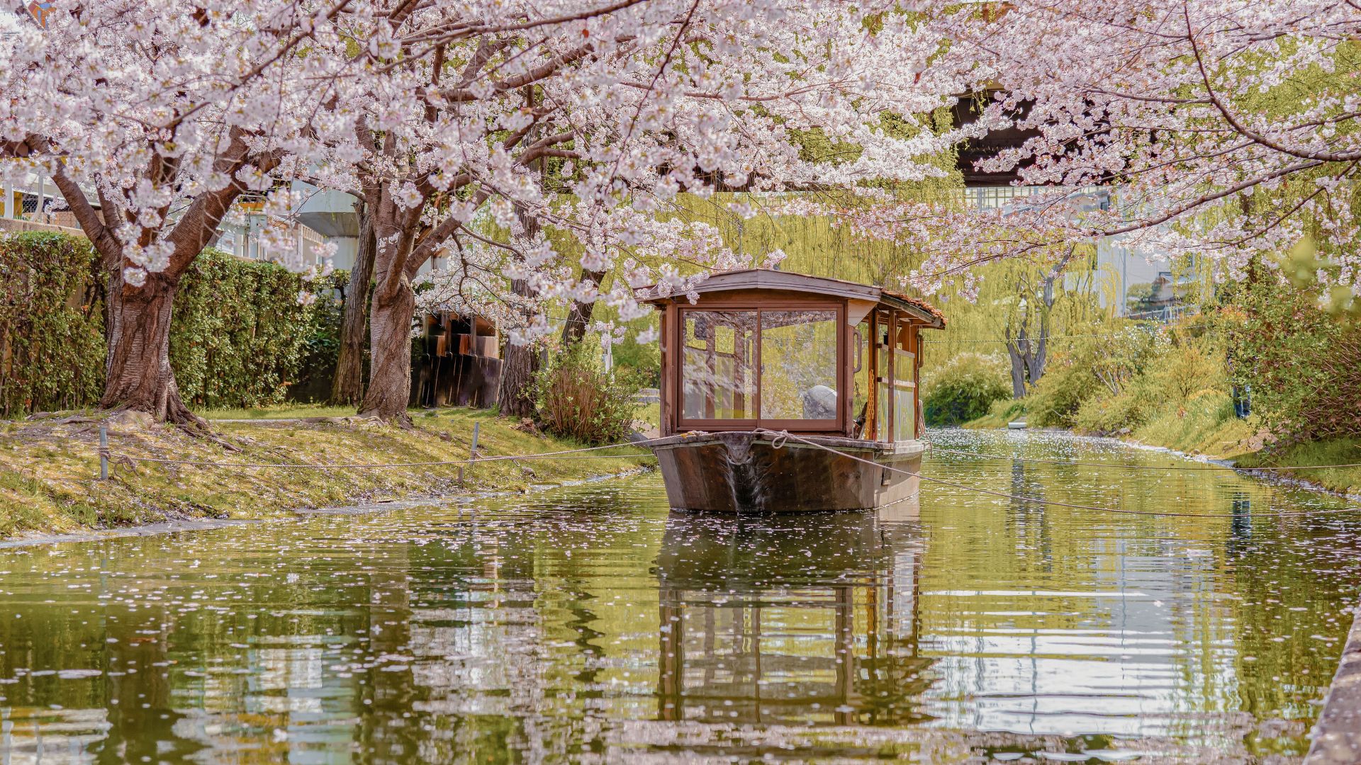 Cherry Blossom 2028 | Japan Spring Journey