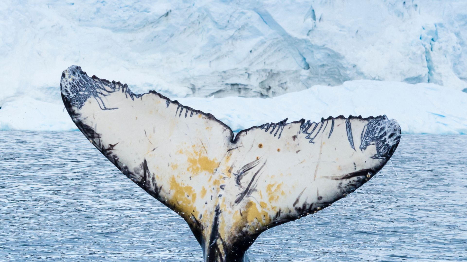 Antarctica Direct: Sail and Fly the Drake Passage