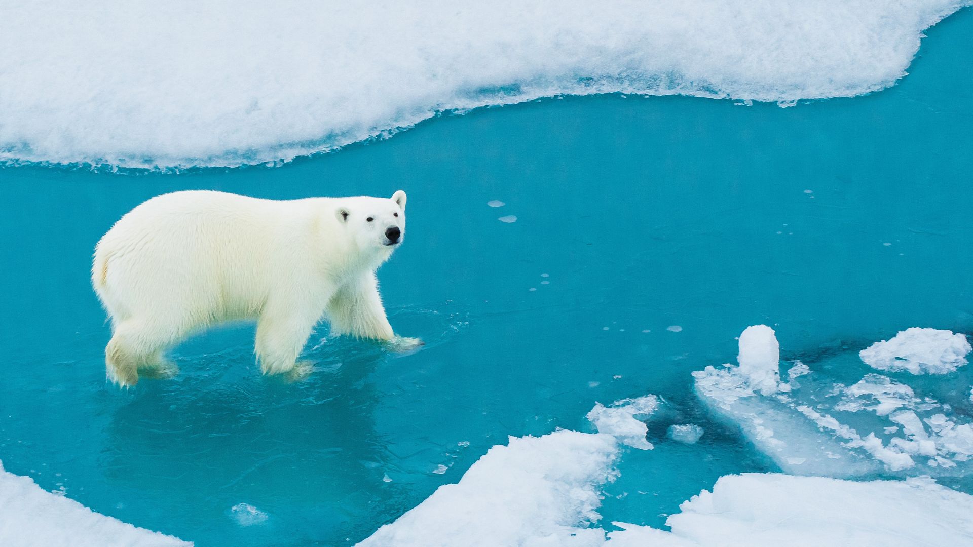 Explore the Northwest Passage