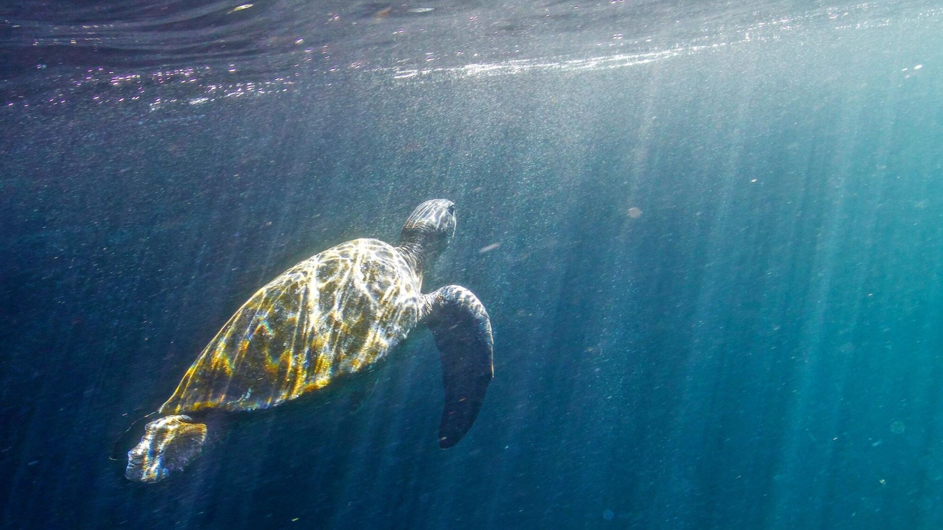 Galápagos Escape