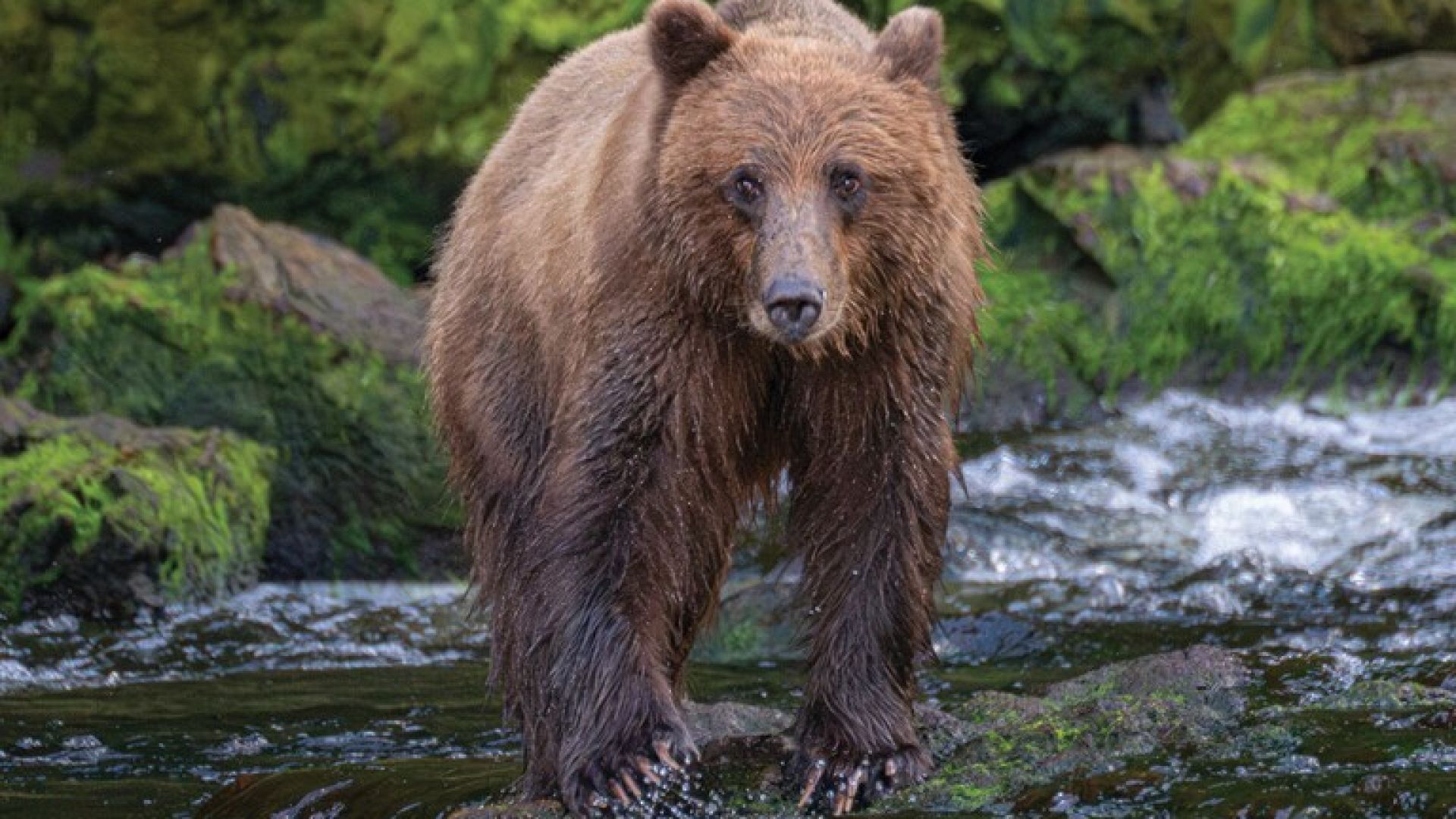 Exploring Alaska, Great Bear Rainforest and the San Juan Islands