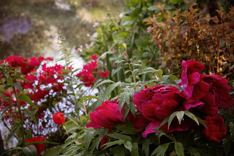 Visit Monet’s Home and Gardens in Giverny