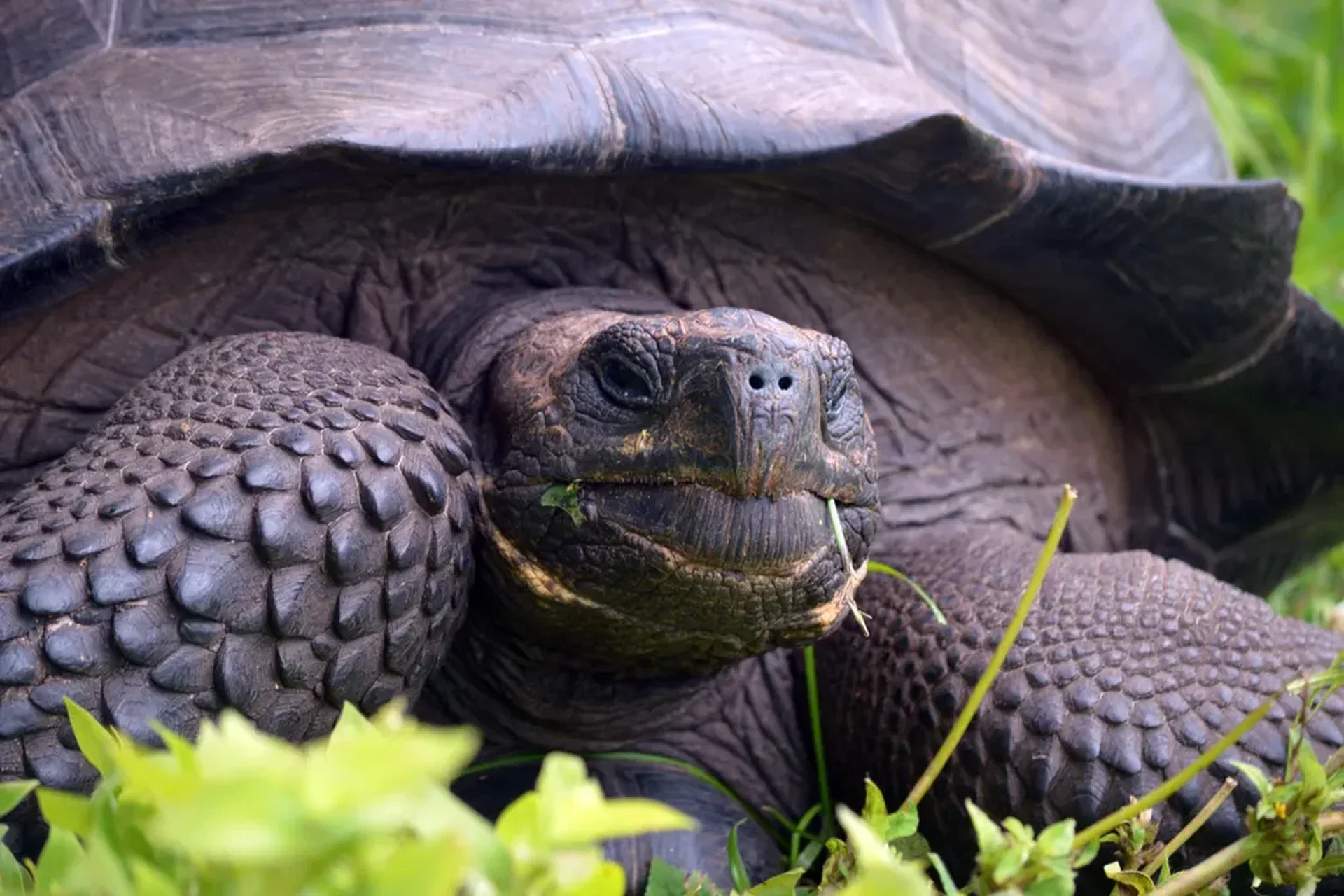 Giant tortoise and Galapagos highlands on Santa Cruz Island