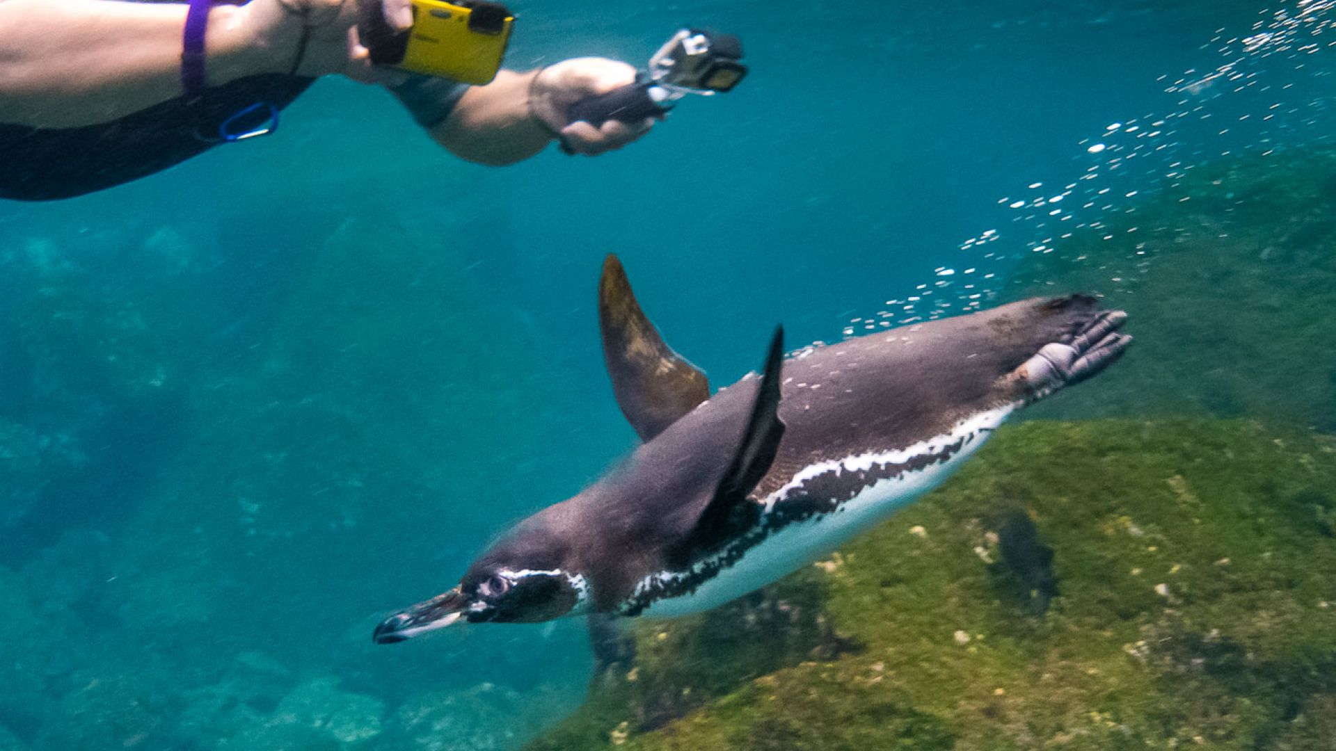 Galápagos Escape: A 7- or 8-Day Expedition