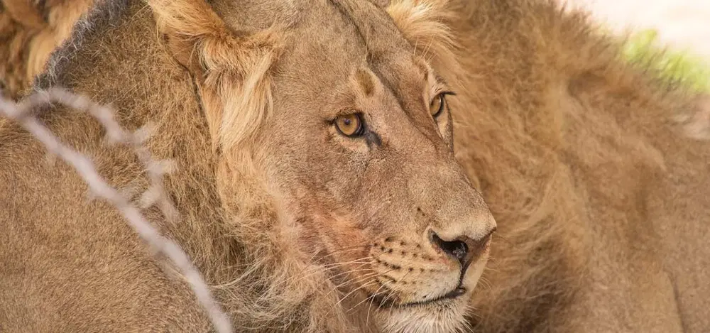 Africa is one of the few cruise destinations where the land experience can matter as much as the sailing.