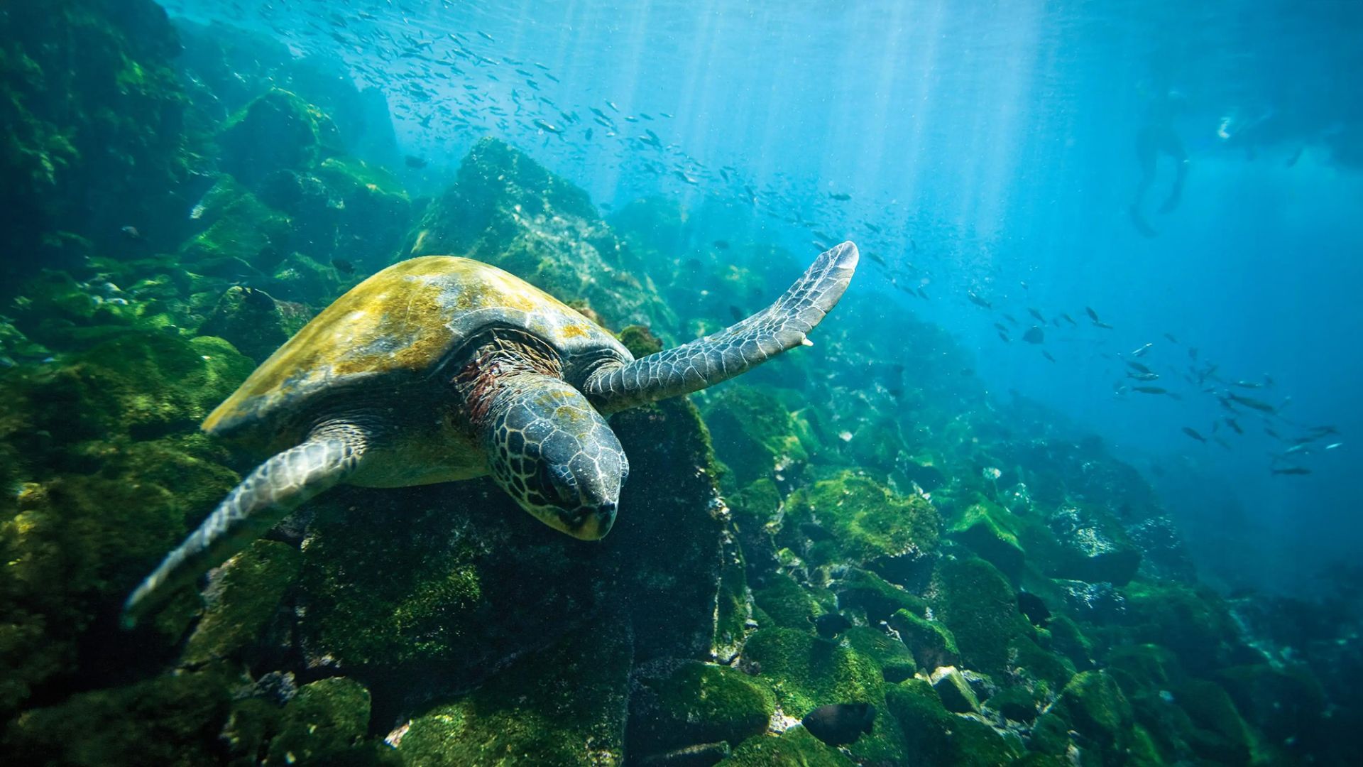 Galápagos Escape