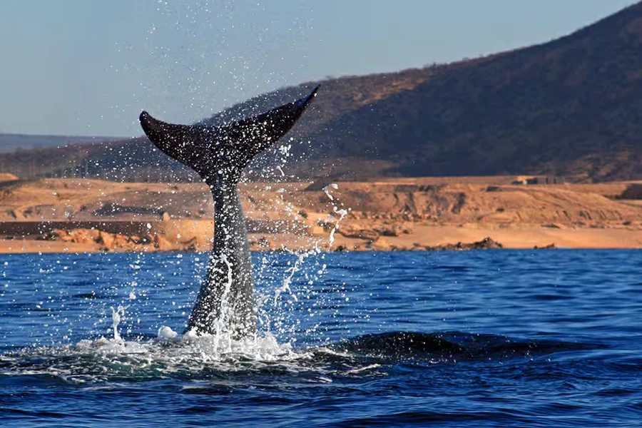 Cabo San Lucas